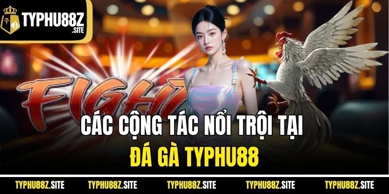 Các cộng tác nổi trội tại đá gà Typhu88